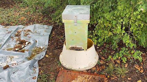 Bees marking their territory, protecting their brood and making queens.