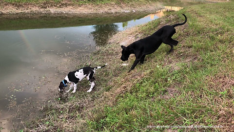 Curious Great Dane Puppy Explores the Family Pond