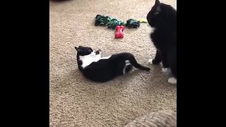 Kitten Uses Hilarious Technique To Attack Adult Cat