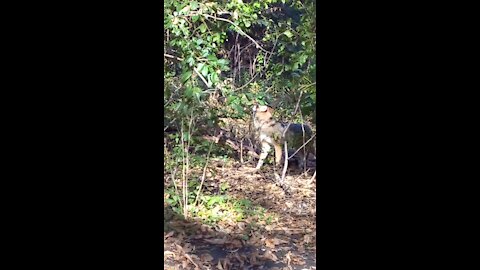 Coyote at The Park Bench