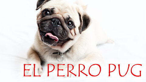 El perro Pug o Carlino Características🐾, Origen🌏, Carácter🤪, Convivencia💗, cuidados especiales🩺