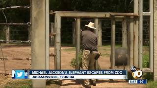 Michael Jackson's elephant escapes from zoo