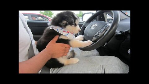 My husky puppy drive my car ||| cool husky drive