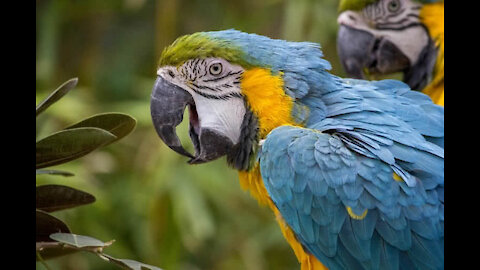 The Cutest Parrot in the world