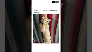 Funny Cats Memes | Daily Memes Compilation | Funny Memes | Daily Dank Memes | #Shorts