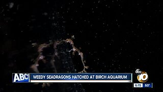 Birch Aquarium breeds two rare seadragons