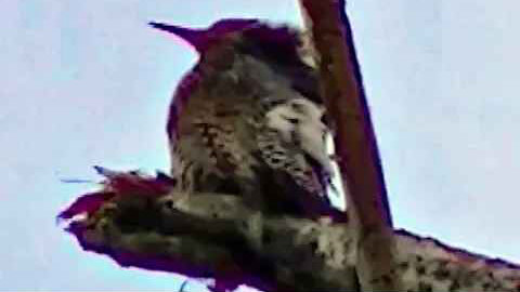 IECV NV #190 - 👀 Northern Flicker In The Tree Grooming 2-17-2016