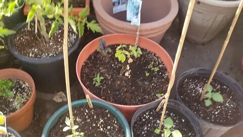 Garden Updates & Fall Herb Planting 7 26 2022 Pt 1