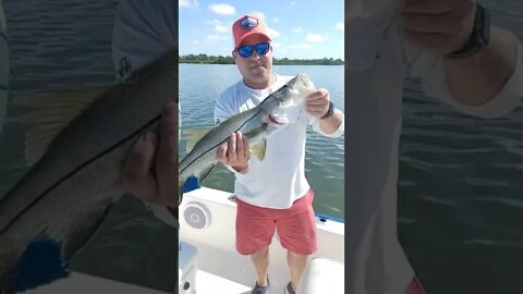 Beautiful snook!!