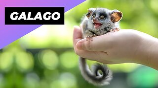 Galago 🐒 One Of The Rarest Animals In The Wild #shorts