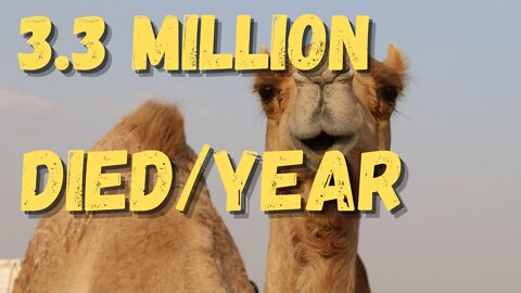 Quick Facts About Camel