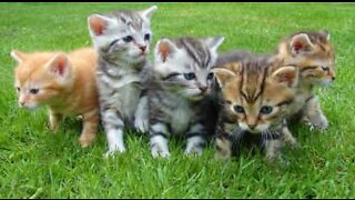 The wonderful moment seven kittens pursue owner across garden