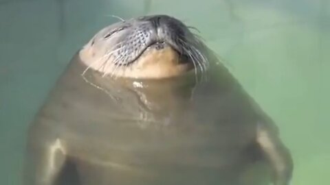 A seal is sleeping in the water