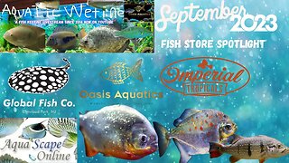 Aquatic Wetline W/ Aqua Alex: September 2023 Fish Store Spotlight