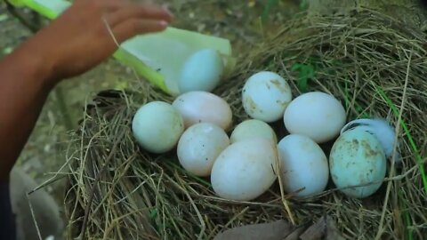 Take egg using banana tree and catch chicken | cook egg in tomatoes for -Eating delicious-1