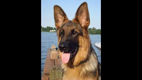 German Shepherd with Aggression Issues - German Shepherd Dog Trainers