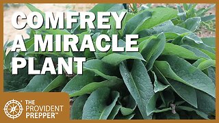 How to Propagate, Grow and Use Comfrey