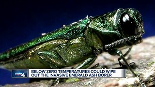 Brutally cold temperatures could help wipe out Emerald Ash Borer