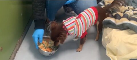 Doggy Thanksgiving at Animal Foundation