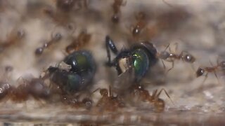Pheidole Noda: Big Headed Ants