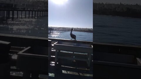 Pelican Hanging out at Ocean Beach Pier