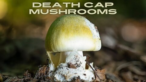 Death Cap Mushrooms: Please Don't Eat These