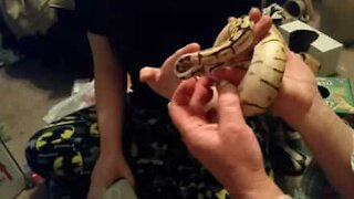 Serpente domestico tenta di mangiarle il dito