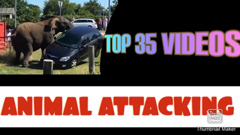 Predator Suddenly Thrown at Man/ Animals Attacking Human Top 35