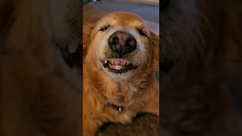 Mr. Smiley Titan #dog #best #day #goldenretriever