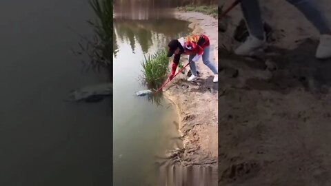 Insane Rural Fishing Video 🐟 Amazing Asian Fishing Technique 🐟 #shorts
