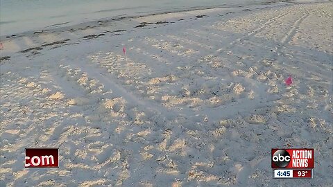 Biologists work to protect sea turtle nests in Sarasota County