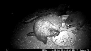 Porcupine family and Raccoon having a meal together