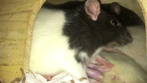 10 Weird Yet Totally Normal Behaviors (and More) from Pet Rats