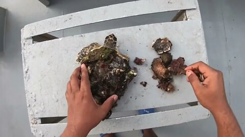 Rescue Sea Turtle Removing Barnacles From a Poor Sea Turtle | animals, Nature, turtles, ocean, ASM-6