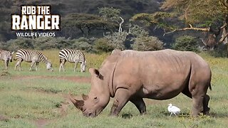 White Rhino Bulls Following A Scent| Lake Nakuru | Zebra Plains On Tour