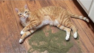 The Incredible Catnip Plant Works Magic On Cats