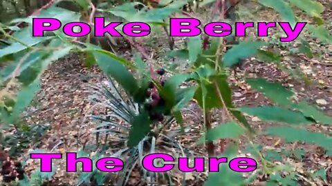 Poke Berry The Cure