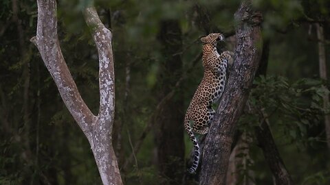 Leopard with Cub & Chital Kill | Insights of Kabini