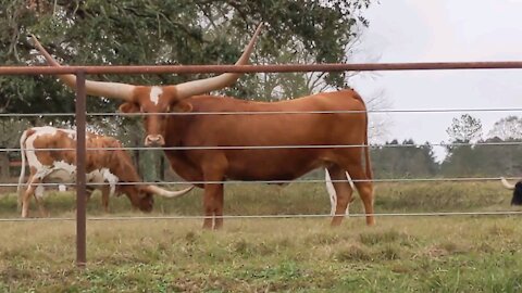 Mississippi long horns cows