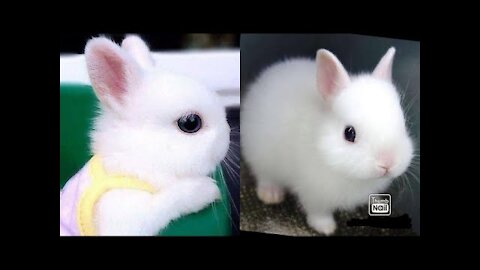 Funny and Cute Baby Bunny Rabbit Videos - Baby Animal Video Compilation (2021)#3 _RABBIT_FUNNY_ANMLS