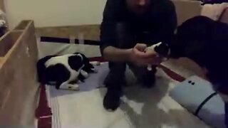 Having Puppies Live 2