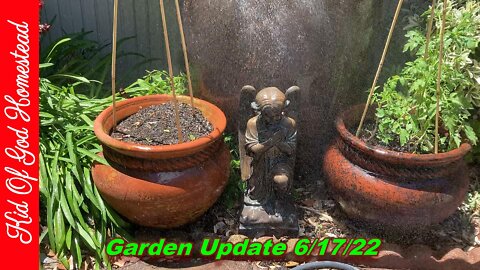 Garden Update 6/17/22