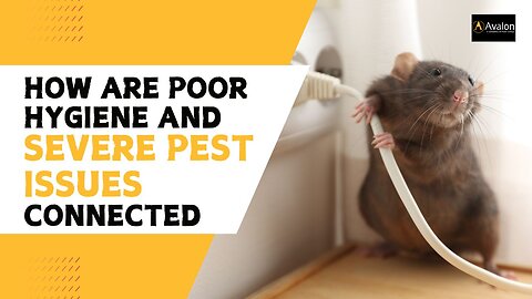 The Link Between Poor Hygiene and Severe Pest Issues