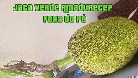 Colher Jaca Verde Amadurece Fora do Pé? Testamos para Ver se Dá Certo, Jaca Verde Amadurece?