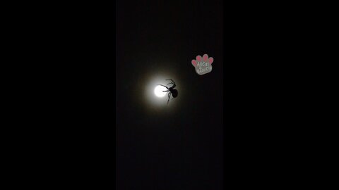 Spider silhouetted by a full moon
