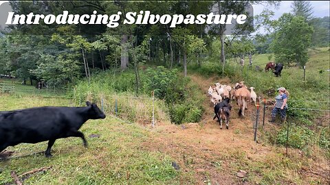 Sheep and Cows Meet Silvopasture