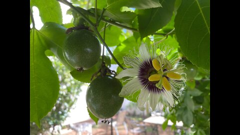 Lilikoi (Passion Fruit) Gazebo, O'ahu Hawai'i