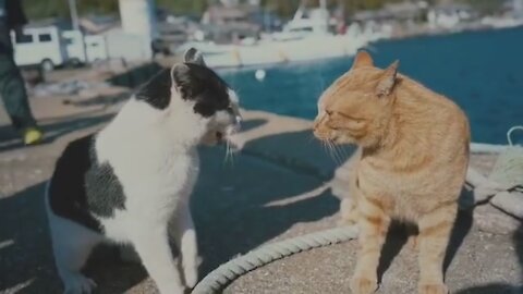 Cats fight and fall into the sea