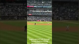 Rogue squirrel runs through Yankee Stadium during game#shorts #yankee #mlb