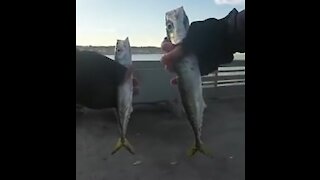 Ocean Beach Pier Fishing and Catching Mackerel! 5